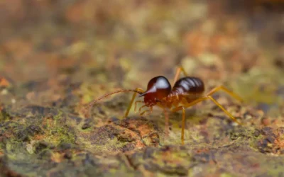 Como Detectar Cupins: 6 Locais da Casa que Merecem Atenção
