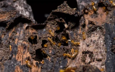 Cupins ou Formigas? Aprenda a Diferenciar e Evite Confusões