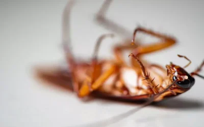 Como Eliminar Baratas em Colégios: Protegendo a Saúde de Alunos e Professores