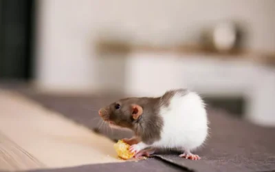 Ratos em Colégios: Riscos e Estratégias Eficientes de Controle de Pragas