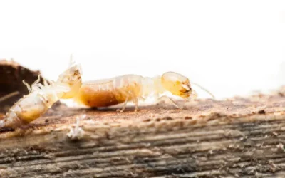 Por que os Cupins Voam? Entenda o Fenômeno da Revoada e Suas Consequências