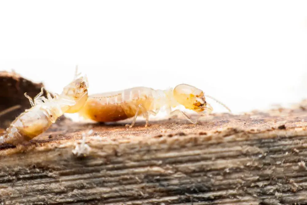 Por que os Cupins Voam? Entenda o Fenômeno da Revoada e Suas Consequências