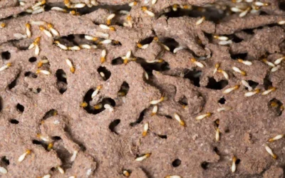 Revoada de Cupins: Como Identificar e Agir Rapidamente para Controlar Infestações