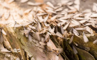 Revoada de Cupins: O Que Significa e Como Proteger Sua Casa