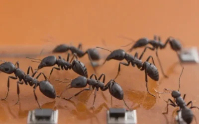 Dedetização no verão: por que as infestações aumentam nesse período