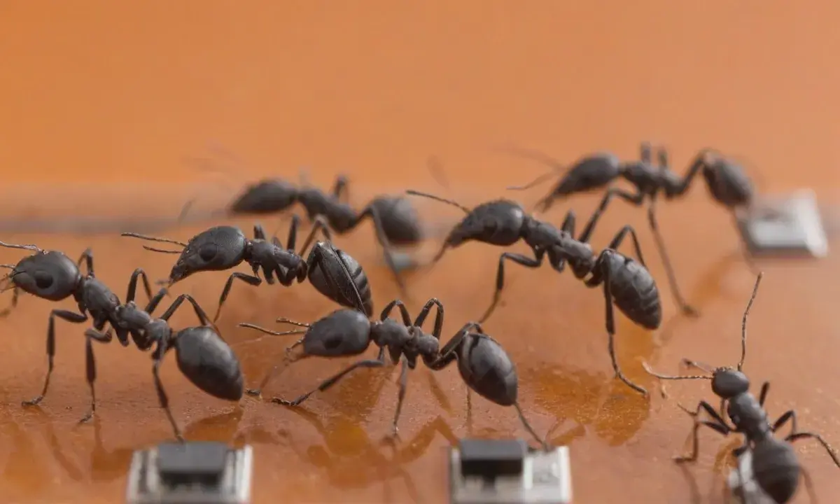 Dedetização no verão: por que as infestações aumentam nesse período Dedetização no verão: por que as infestações aumentam nesse período