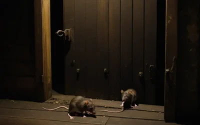 Dedetização contra rato cinza: comportamento e controle eficaz