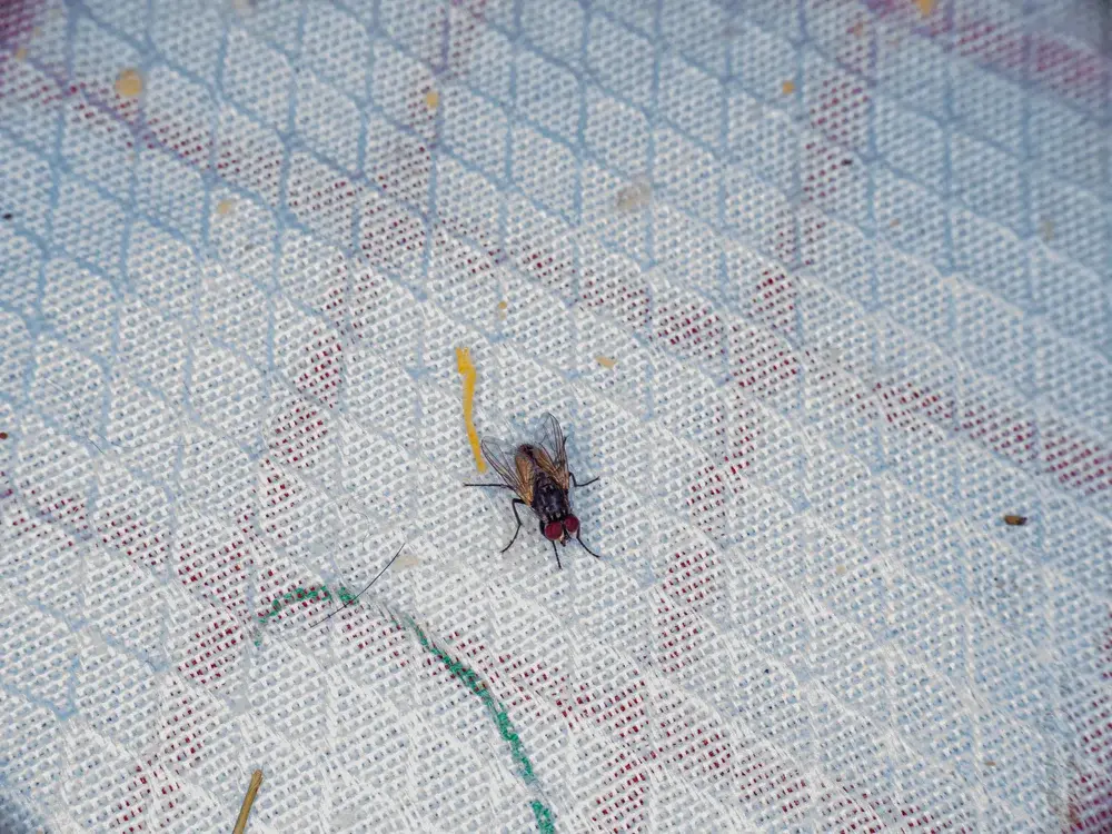 Dedetização e fiscalização: o que empresas e condomínios precisam apresentar aos órgãos competentes Dedetização e fiscalização: o que empresas e condomínios precisam apresentar aos órgãos competentes