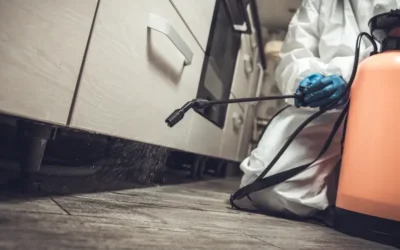 Dedetização na primavera: aumento da atividade de insetos