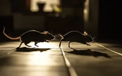 Dedetização contra ratos em áreas externas: principais pontos de atenção